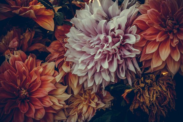 Le monde caché de l'immobilier de luxe en ligne : focus sur les maisons luxueuses